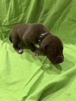 Ollie, a male Great Dane for sale in Goshen, IN – Photo 2 of 3