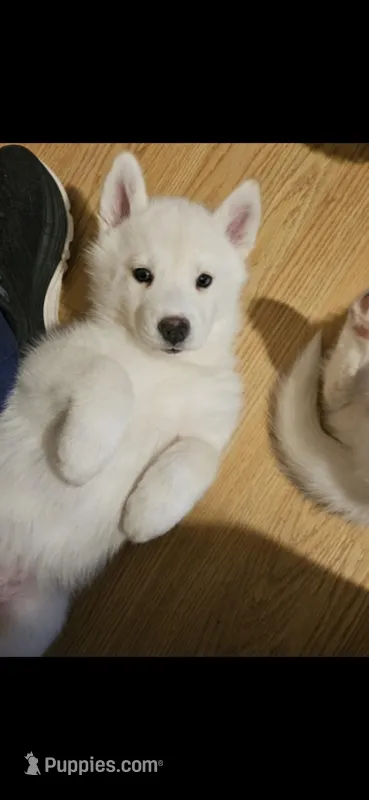 Bumble – Siberian Husky puppy for sale in North Street, MI