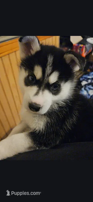 Zaro – Siberian Husky puppy for sale in North Street, MI