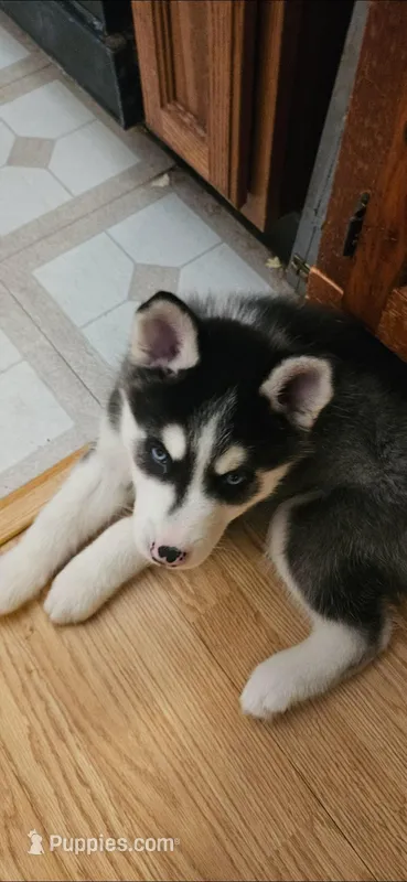 Jaygo – Siberian Husky puppy for sale in North Street, MI