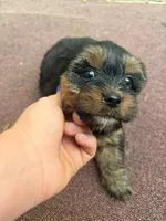 Boston, a male Yorkshire Terrier for sale in Talking Rock, GA – 2 of 2