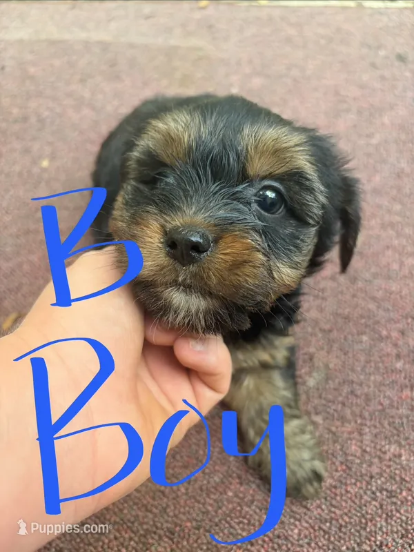 Boston – Yorkshire Terrier puppy for sale in Talking Rock, GA