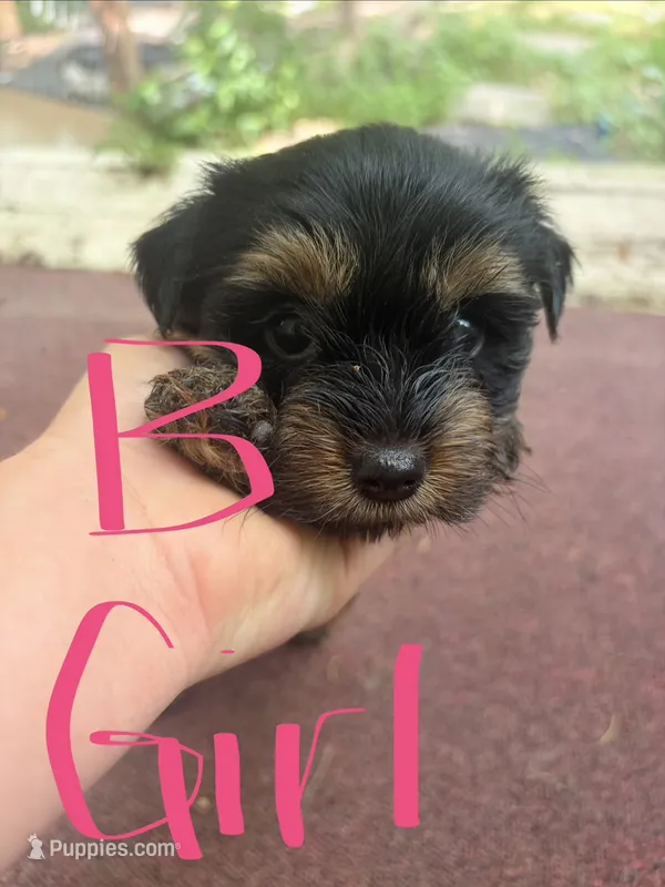 Harper – Yorkshire Terrier puppy for sale in Talking Rock, GA