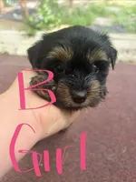 Harper, a female Yorkshire Terrier for sale in Talking Rock, GA – 1 of 2