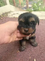 Dahlia, a female Yorkshire Terrier for sale in Talking Rock, GA – 2 of 2