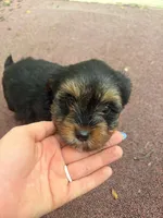 Roger, a male Yorkshire Terrier for sale in Talking Rock, GA – 2 of 2