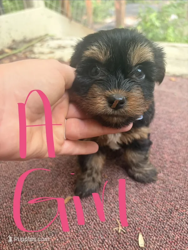 Dahlia – Yorkshire Terrier puppy for sale in Talking Rock, GA