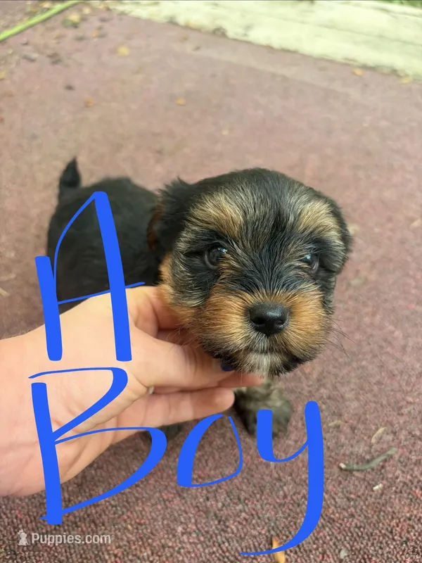Roger – Yorkshire Terrier puppy for sale in Talking Rock, GA