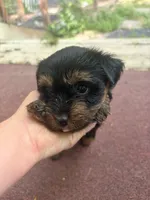 Harper, a female Yorkshire Terrier for sale in Talking Rock, GA – 2 of 2