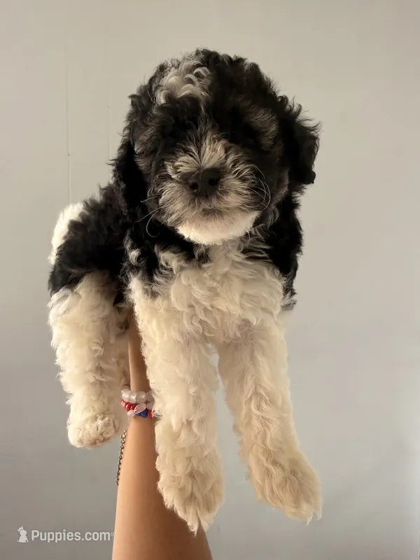 Oreo – Maltipoo, Havanese puppy for sale in Los Angeles, CA