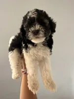 Oreo, a male Maltipoo and Havanese for sale in Los Angeles, CA – 1 of 2