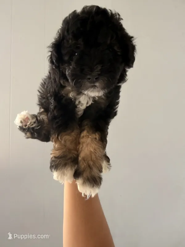 Milo – Maltipoo, Havanese puppy for sale in Los Angeles, CA
