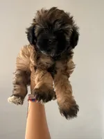 Brownie, a female Maltipoo and Havanese for sale in Los Angeles, CA – 2 of 2