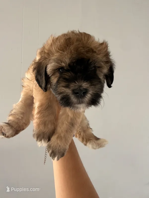 Cookie – Maltipoo, Havanese puppy for sale in Los Angeles, CA