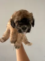 Cookie, a female Maltipoo and Havanese for sale in Los Angeles, CA – 1 of 2