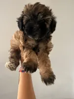 Brownie, a female Maltipoo and Havanese for sale in Los Angeles, CA – 1 of 2