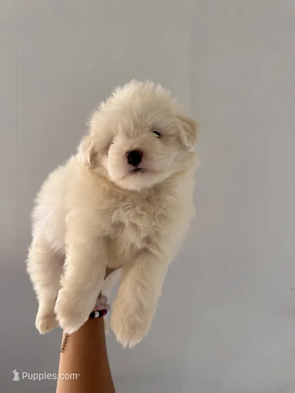Snow – Maltipom puppy for sale in Los Angeles, CA