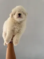 Snow, a female Maltipom for sale in Los Angeles, CA – 2 of 2
