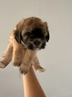 Cookie, a female Maltipoo and Havanese for sale in Los Angeles, CA – 2 of 2