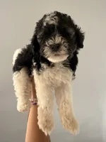 Oreo, a male Maltipoo and Havanese for sale in Los Angeles, CA – 2 of 2