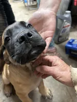 Pink, a female English Mastiff for sale in Lowell, OH – 2 of 9