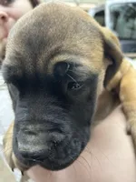 Pink, a female English Mastiff for sale in Lowell, OH – 3 of 9