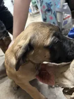 Pink, a female English Mastiff for sale in Lowell, OH – 4 of 9