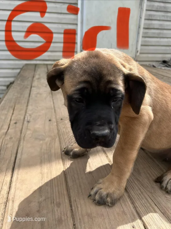 Pink – English Mastiff puppy for sale in Lowell, OH