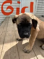 Pink, a female English Mastiff for sale in Lowell, OH – 1 of 9