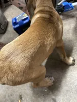 Pink, a female English Mastiff for sale in Lowell, OH – 8 of 9
