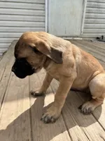 Pink, a female English Mastiff for sale in Lowell, OH – 5 of 9