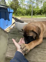 Pink, a female English Mastiff for sale in Lowell, OH – 9 of 9