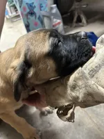 Pink, a female English Mastiff for sale in Lowell, OH – 7 of 9