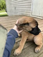 Pink, a female English Mastiff for sale in Lowell, OH – 6 of 9