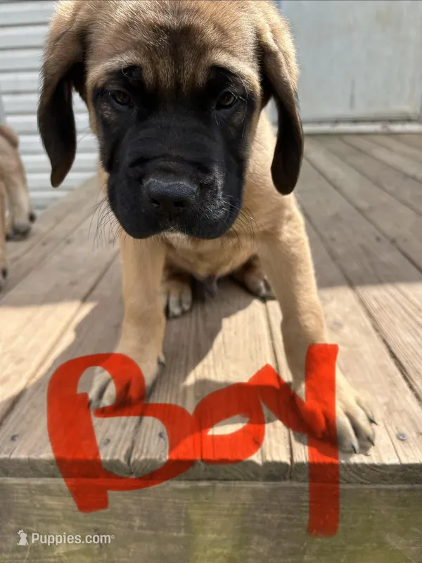 Blue – English Mastiff puppy for sale in Lowell, OH