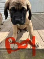Blue, a male English Mastiff for sale in Lowell, OH – 1 of 3