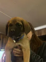Blue, a male English Mastiff for sale in Lowell, OH – 2 of 3