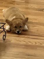 Navi, a female Pembroke Welsh Corgi for sale in Cleveland, TN – 2 of 3