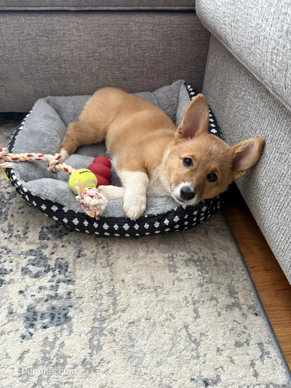 Navi – Pembroke Welsh Corgi puppy for sale in Cleveland, TN