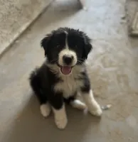 Na, a female Border Collie and Miniature Australian Shepherd for sale in Hesperia, CA – 1 of 1