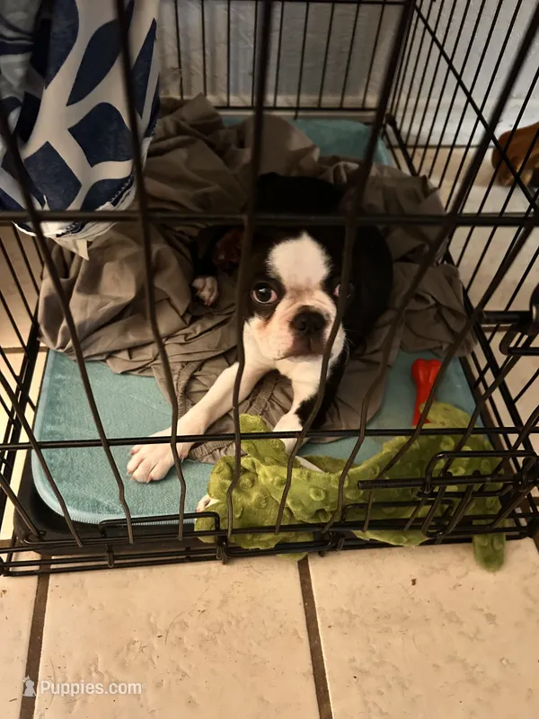 Twinkie – Boston Terrier puppy for sale in Lakeland, FL
