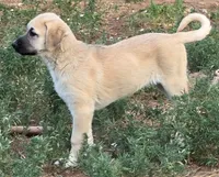Tali, a female Kangal Dog for sale in Canon City, CO – 2 of 3