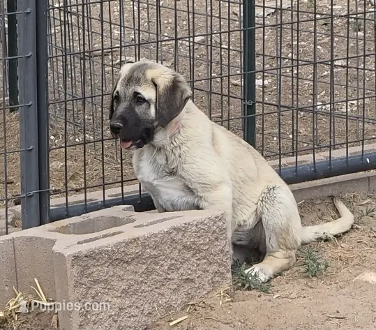Kari – Kangal Dog puppy for sale in Canon City, CO