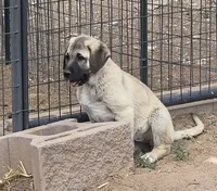 Kari, a female Kangal Dog for sale in Canon City, CO – 1 of 3