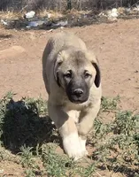 Kari, a female Kangal Dog for sale in Canon City, CO – 2 of 3