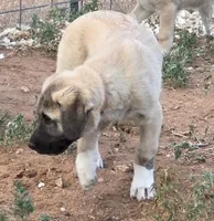 Kari, a female Kangal Dog for sale in Canon City, CO – 3 of 3