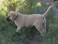 Amarilla, a female Kangal Dog for sale in Canon City, CO – 3 of 4