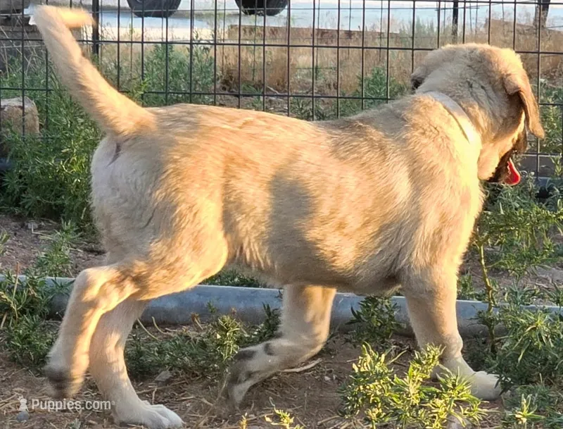 Tali – Kangal Dog puppy for sale in Canon City, CO