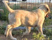 Tali, a female Kangal Dog for sale in Canon City, CO – 1 of 3