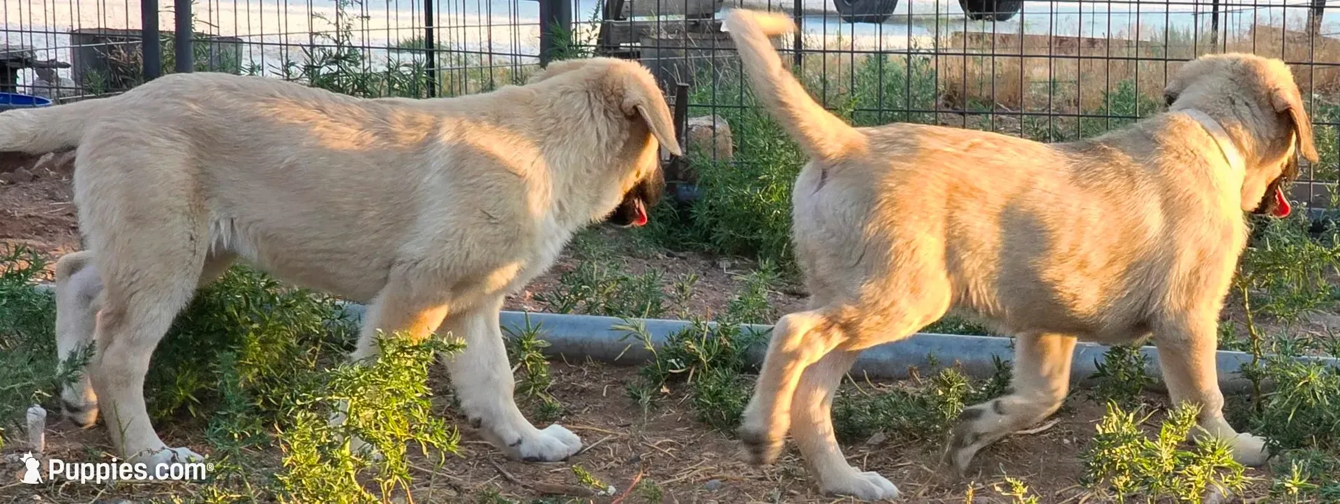 Amarilla, a female Kangal Dog for sale in Canon City, CO – 4 of 4